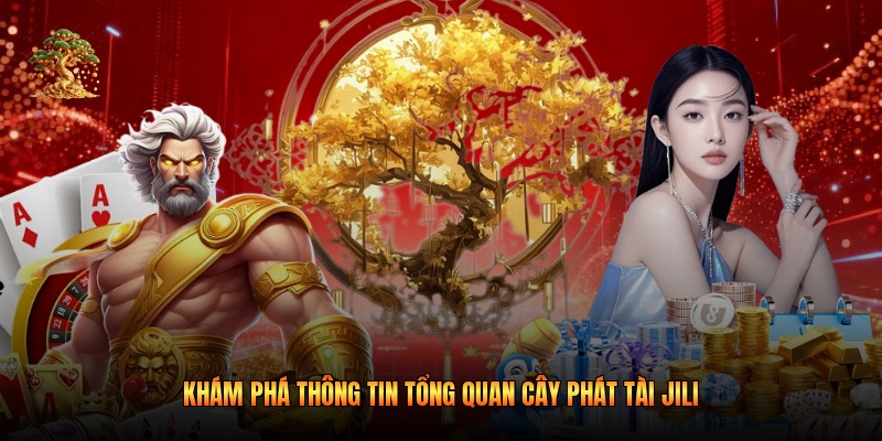 Khám phá thông tin tổng quan cây phát tài jili